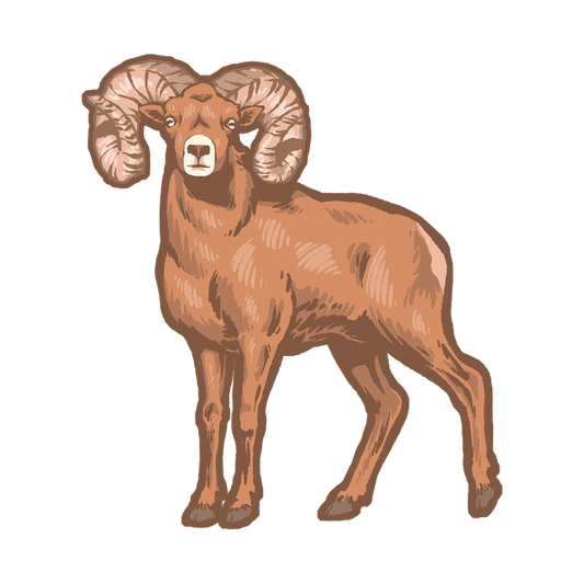 Big Horn Sheep Sticker
